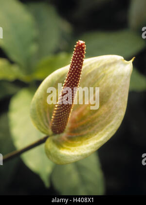 Einblatt, Spathiphyllum, detail, Blüte, Blume, Pflanze, Zierpflanze, Zimmerpflanze, Blume, Blüte, Arum Pflanzen, Flaschen, Farbstimmung, Farbe grün Stockfoto