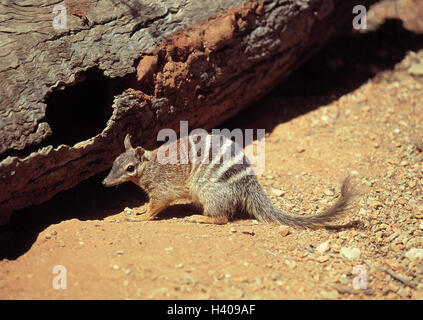 Australien, Ameise Beuteltier, Numbat, Myrmecobius Fasciatus, außen, Säugetier, Säugetiere, Beuteltiere, Sand, Stamm, Tier, Stockfoto