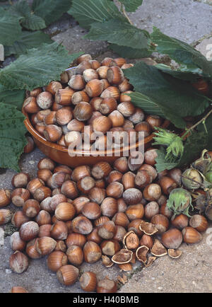 Schale, Haselnüsse, Muttern, Corylus Avellana, Strauch Früchte, Welsch Hasel, Haselnuss-Kerne, reich an Nährstoffen, Ernährung, gesunde, Lebensmittel, Früchte, Samen, Gabel, Blätter, Nervennahrung Stockfoto