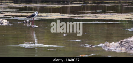 Das Snowy Reiher auf dem Wasser Stockfoto