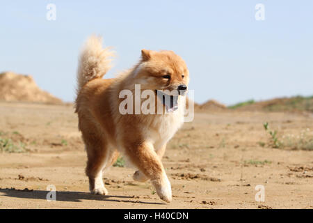 Hund Chow Chow-chow China rot Creme Gesicht Stand stehende Erwachsene Erwachsene Hunde Löwen Feld Spaziergang laufen, laufen, um die Dünen zu laufen Stockfoto