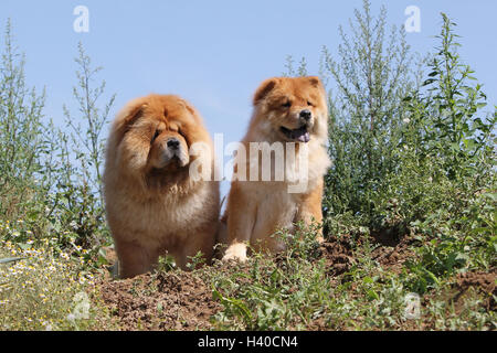 Hund Chow-Chow Chow-chow Erwachsene /puppy rot Creme wilden Feld Stockfoto