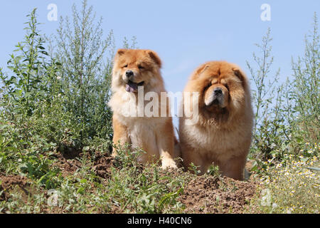 Hund Chow-Chow Chow-chow Erwachsene /puppy rot Creme wilden Feld Stockfoto