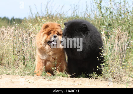 Dog Chow Chow-chow zwei Erwachsene rot und schwarz (Langhaar und Kurzhaar) sitzen Feld Stockfoto