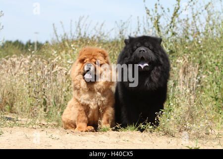 Dog Chow Chow-chow zwei Erwachsene rot und schwarz (Langhaar und Kurzhaar) sitzen Feld Stockfoto