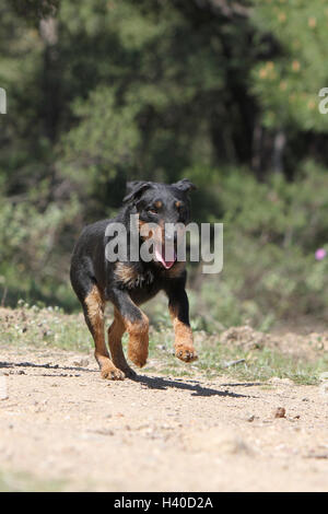 Hund-Jagdterrier / Jagd Terrier / Deutscher Jagdterrier Erwachsenen stehen im Wald, Wald Stockfoto