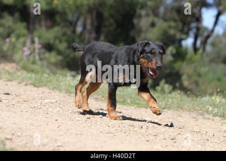 Hund-Jagdterrier / Jagd Terrier / Deutscher Jagdterrier Erwachsenen stehen im Wald, Wald Stockfoto