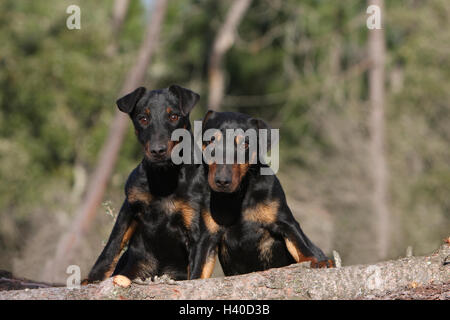 Hund-Jagdterrier / Jagd Terrier / Deutscher Jagdterrier zwei Deux 2 mehrere zusammen Duo paar Gruppe Grup Zwei Paar Zupuppy Wald Stockfoto