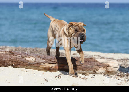 Hund Shar-pei Erwachsenen einfahren Sprung springen ' zu springen"über ein Holz Baumstamm eine Hürde ein Hindernis agile Wendigkeit flink bewegen movin Stockfoto