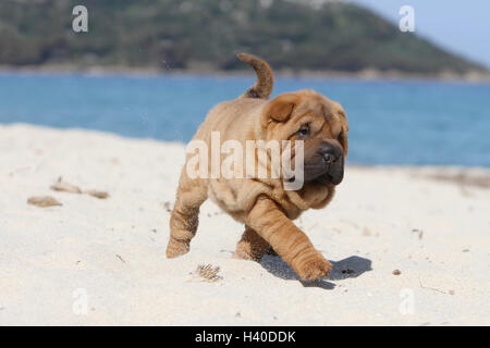 Hund Shar-pei Welpe beige stehend am Strand Stockfoto