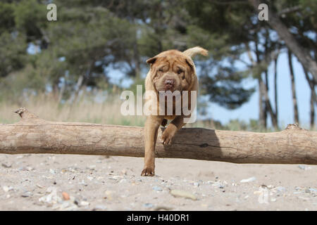 Hund Shar-pei Erwachsenen einfahren Sprung springen ' zu springen"über ein Holz Baumstamm eine Hürde ein Hindernis agile Wendigkeit flink bewegen movin Stockfoto