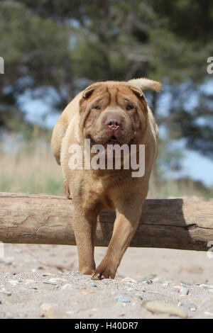 Hund Shar-pei Erwachsenen einfahren Sprung springen ' zu springen"über ein Holz Baumstamm eine Hürde ein Hindernis agile Wendigkeit flink bewegen movin Stockfoto