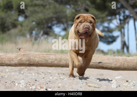 Hund Shar-pei Erwachsenen einfahren Sprung springen ' zu springen"über ein Holz Baumstamm eine Hürde ein Hindernis agile Wendigkeit flink bewegen movin Stockfoto