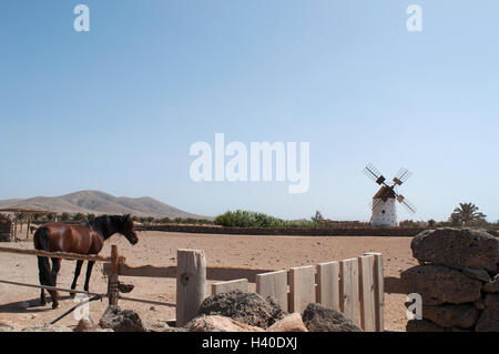 Fuerteventura, Kanarische Inseln, Nordafrika, Spanien: ein Pferd und die Mühle im Dorf El Roque, kleines Dorf im Nordwesten Stockfoto