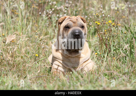 Hund Shar-pei Erwachsene Gesicht fawn rot liegen liegend auf Wiese Stockfoto