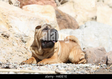 Hund Shar-pei Erwachsene Gesicht fawn rot liegen liegend auf Kieselsteinen Stockfoto