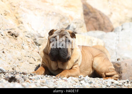 Hund Shar-pei Erwachsene Gesicht fawn rot liegen liegend auf Kieselsteinen Stockfoto