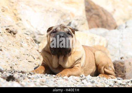 Hund Shar-pei Erwachsene Gesicht fawn rot liegen liegend auf Kieselsteinen Stockfoto
