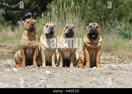 Shar-pei Hund / vier Quatre 4 Erwachsene auf einer Mauer sitzend Stockfoto