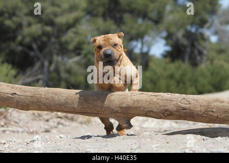 Hund Shar-pei Erwachsenen einfahren Sprung springen ' zu springen"über ein Holz Baumstamm eine Hürde ein Hindernis agile Wendigkeit flink bewegen movin Stockfoto