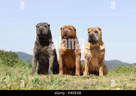 Shar-pei Hund / drei Trois 3 mehrere auf einer Mauer sitzend Stockfoto