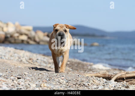 Shar-pei Hund am Strand Stockfoto