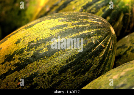 Melone Stockfoto