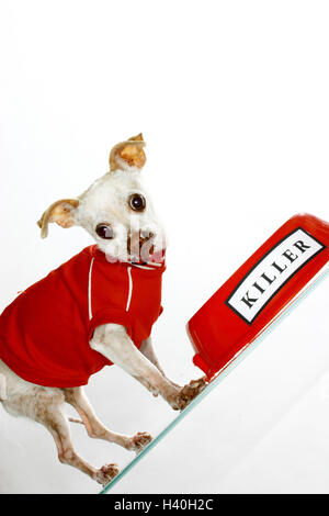 Chihuahua, Shirt, Hund Porringer, Label "Killer" Haustier, Schoßhund, kleiner Hund, Rassehund, Hund, klein, ängstlich, süß, Hund, Hundebekleidung, wenig Shirt, Pullover, Hund Schäferhund, Mode, kleine Hund Shirt lustig, witzig, paradoxerweise, humor in den Bildern Stockfoto