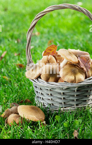 Im Herbst Pilze Korb auf Rasen Wiese Stockfoto