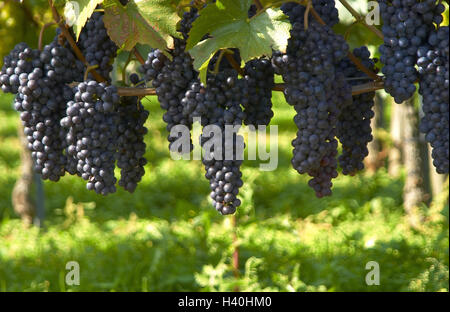 Deutschland, Baden-Wurttemberg, Imperial Stuhl, Oberbergen, Rebe, Detail, Trauben Europa, Ort, Platz, Weindorf, Weinbaugebiet, Weinbau, Weinbau, Anhang, Wein, Landwirtschaft, Wirtschaft, Weinberg, Weinstock, Rebe, Früchte, Obst, Trauben, blau, sonnige Stockfoto