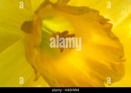 Frühling, close-up, eine helle, gelbe Narzisse Blume in voller Blüte, Blütenblätter und Corona (mit Staubbeutel und Narbe) zeigen. Stockfoto