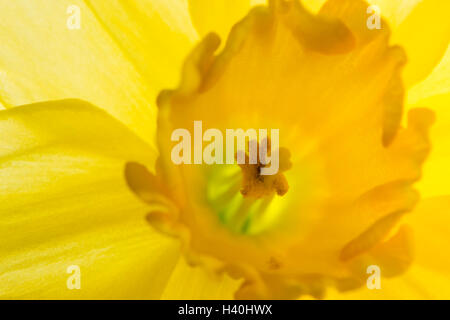 Frühling, close-up, eine helle, gelbe Narzisse Blume in voller Blüte, Blütenblätter und Corona (mit Staubbeutel und Narbe) zeigen. Stockfoto