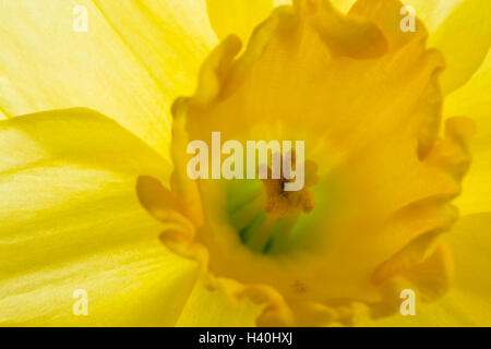 Frühling, close-up, eine helle, gelbe Narzisse Blume in voller Blüte, Blütenblätter und Corona (mit Staubbeutel und Narbe) zeigen. Stockfoto