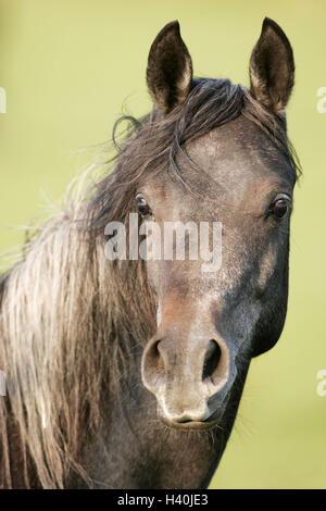 Pferd, arabischen, Porträt, Tiere, Tier, Säugetiere, Säugetier, uncloven-Ursäuger Tier, Pferde, Reiten, Pferde, Reitpferd, das Pferderennen, reinrassiges Pferd, Pferdekopf, Hengst, arabischen Hengst, außerhalb Stockfoto