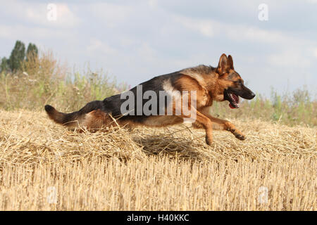 Deutscher Schäferhund Hund / Deutscher Schäferhund Erwachsenen läuft in einem Feld Stockfoto