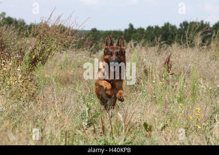 Deutscher Schäferhund Hund / Deutscher Schäferhund Erwachsenen läuft in einem Feld Stockfoto