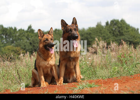 Deutscher Schäferhund Hund / Deutscher Schäferhund zwei Erwachsene sitzen in einer Natur Stockfoto