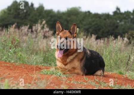 Deutscher Schäferhund Hund / Deutscher Schäferhund Erwachsenen liegen Natur natürliche Stockfoto