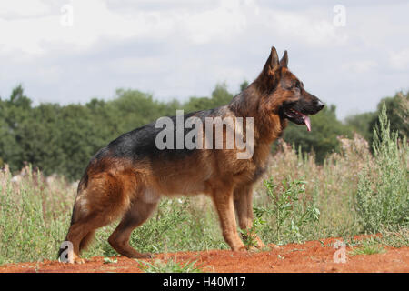 Deutscher Schäferhund Hund / Deutscher Schäferhund Erwachsene Standard Profil Natur natürliche Stockfoto