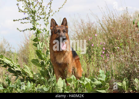 Deutscher Schäferhund Hund / Deutscher Schäferhund Erwachsenen stehen Blüte Feldblume Stockfoto