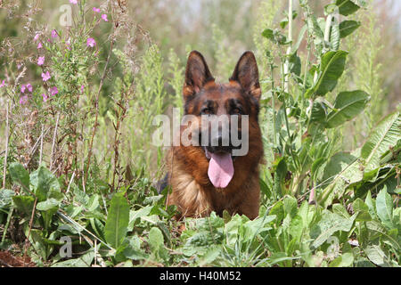Deutscher Schäferhund Hund / Deutscher Schäferhund Erwachsenen liegende Feld Blüte Blume Stockfoto