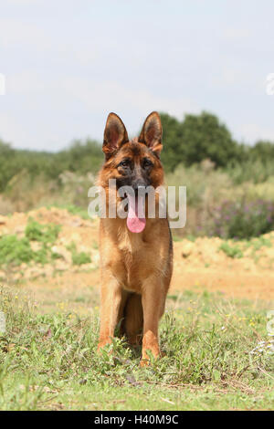 Deutscher Schäferhund Hund / Deutscher Schäferhund Erwachsenen stehen in einer Wiese Blume Blüte Natur Natual Stockfoto