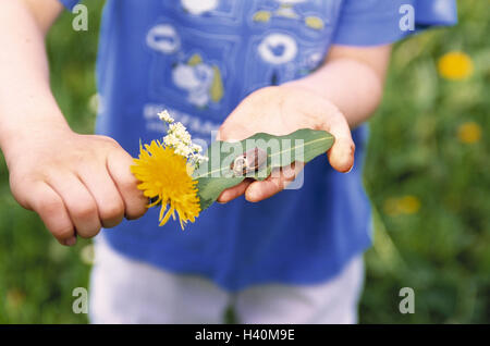 Blume, Wiese, junge, Blätter, Detail, Maikäfer Melolontha Melolontha, Punkt, Wiese, Blumen, Frühling, Kind, vorhanden, zeigen, Tiere, Tier, Insekten, Insekten, Käfer, Scarabaeidae, Blatt Horn Käfer, Feld-Maikäfer, Pest, Symbol Mai Stockfoto