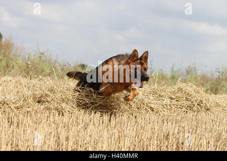 Deutscher Schäferhund Hund / Deutscher Schäferhund Erwachsenen läuft in einem Feld Stockfoto