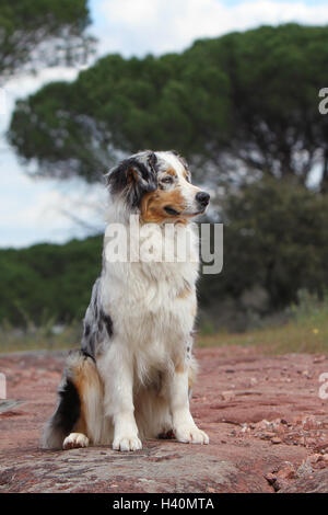 Hund Australian Shepherd / Aussie Erwachsener (Tricolor Merle) sitzen Stockfoto