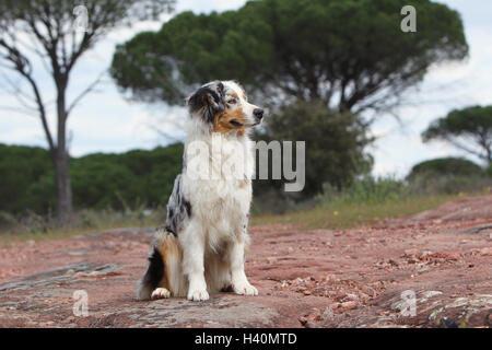 Hund Australian Shepherd / Aussie Erwachsenen blue Merle sitzen Stockfoto