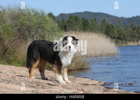 Hund Australian Shepherd / Aussie Erwachsener (schwarz Tricolor) stehend Stockfoto