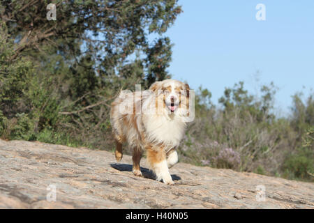 Hund Australian Shepherd / Aussie Erwachsenen red Merle laufen auf einer Wiese Stockfoto