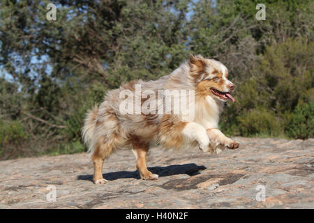 Hund Australian Shepherd / Aussie Erwachsenen red Merle laufen auf einer Wiese Stockfoto