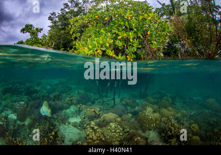 Split-Bild schoss der tropischen Mangroven. Ein Jugendlicher Spaten Fisch ist unter der Oberfläche sichtbar. Stockfoto
